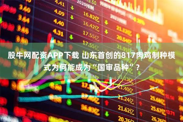 股牛网配资APP下载 山东首创的817肉鸡制种模式为何能成为“国审品种”？